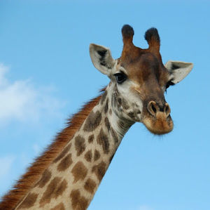 Meet your Posher, Luke